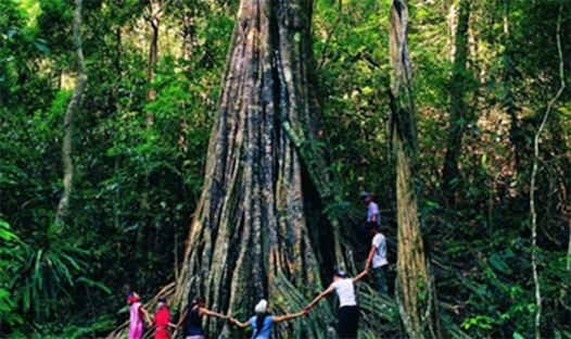 中國十大珍惜樹種排名 珙桐甚至已經(jīng)成為了植物界的“活化石”