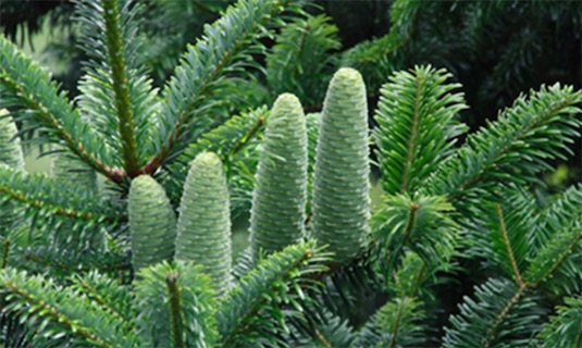 中國十大珍惜樹種排名 珙桐甚至已經(jīng)成為了植物界的“活化石”