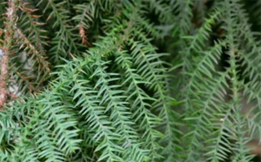 中國十大珍惜樹種排名 珙桐甚至已經(jīng)成為了植物界的“活化石”