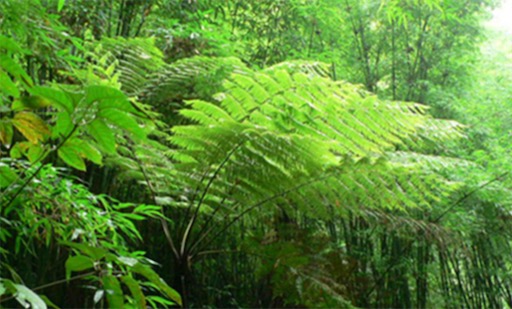 中國十大珍惜樹種排名 珙桐甚至已經(jīng)成為了植物界的“活化石”