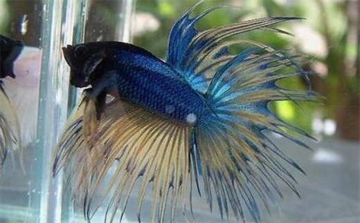 世界上最漂亮的十種魚排名 五彩博魚美若仙子