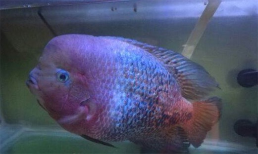 世界上最漂亮的十種魚排名 五彩博魚美若仙子