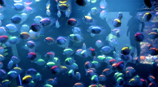 世界上最漂亮的十種魚排名 五彩博魚美若仙子