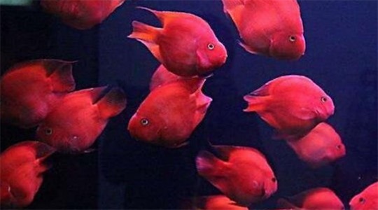 世界上最漂亮的十種魚排名 五彩博魚美若仙子