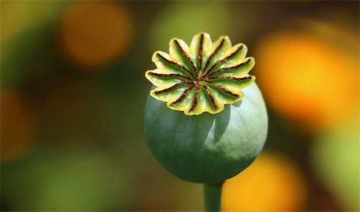 古代十大止痛方法排名 排名第一的居然是罌粟