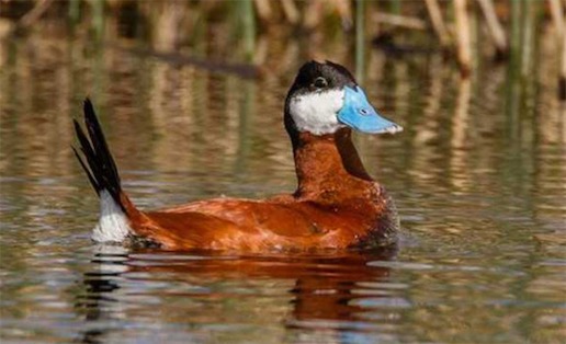 世界上十大最美的鴨子排名 鴛鴦只能排倒數第四