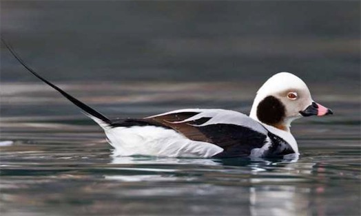 世界上十大最美的鴨子排名 鴛鴦只能排倒數第四