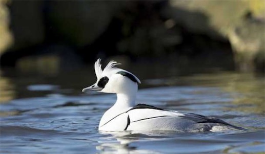 世界上十大最美的鴨子排名 鴛鴦只能排倒數第四