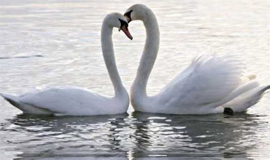 世界十大一夫一妻制的動物排名 母狼一定時間內只會專心與一只公狼交配