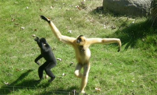 世界十大一夫一妻制的動物排名 母狼一定時間內只會專心與一只公狼交配