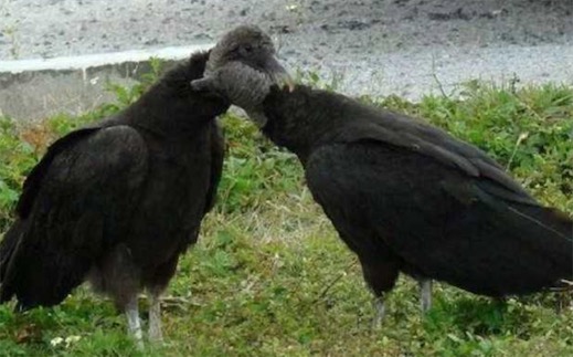 世界十大一夫一妻制的動物排名 母狼一定時間內只會專心與一只公狼交配