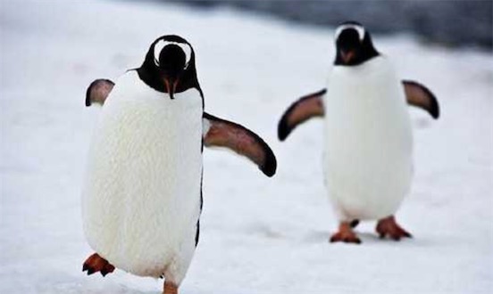 世界十大一夫一妻制的動物排名 母狼一定時間內只會專心與一只公狼交配