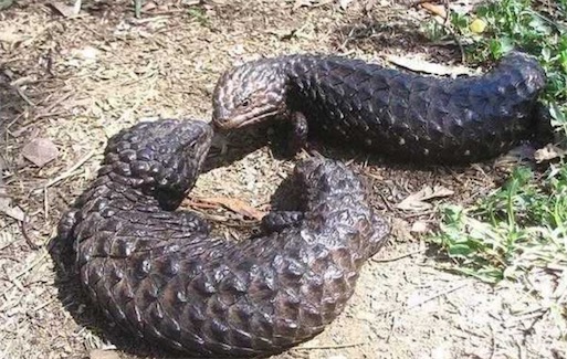 世界十大一夫一妻制的動物排名 母狼一定時間內只會專心與一只公狼交配