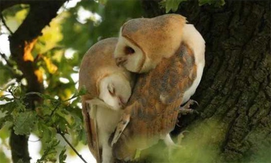 世界十大一夫一妻制的動物排名 母狼一定時間內只會專心與一只公狼交配