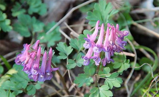 古代十大止痛方法排名 排名第一的居然是罌粟