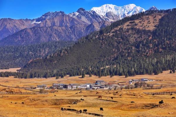 走進林芝魯朗日喀則,解鎖自然堂公益直播