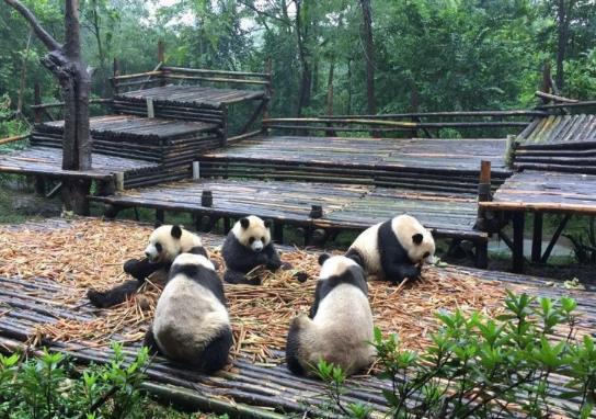 成都熊貓基地冬季幾點(diǎn)去好?成都大熊貓基地門票在哪里買?