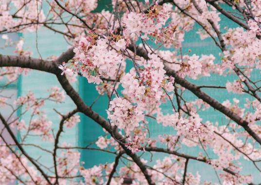 三月中旬能去武漢大學(xué)看櫻花嗎?3月去武漢看櫻花需要做核酸檢測(cè)嗎