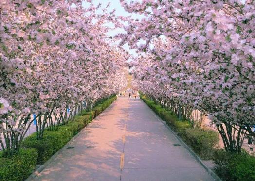 武漢櫻花5月還有嗎?3月份武漢的櫻花開了嗎
