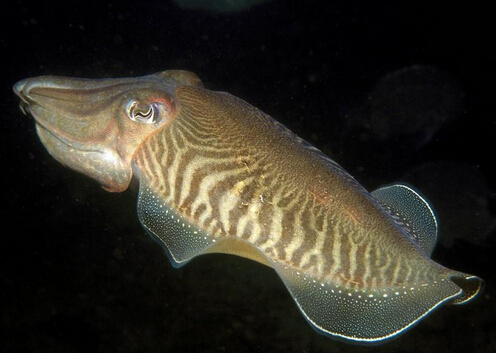 ī�~�ĵ��m����Ⱥ-ī�~�ĠI�B�rֵ