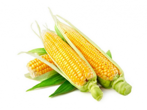 水果玉米的營養價值-水果玉米的種植技術