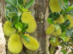 菠蘿蜜怎么吃？菠蘿蜜的功效與作用