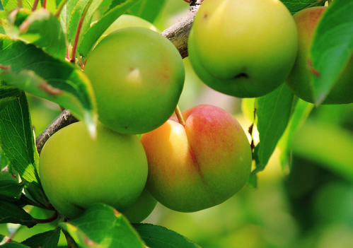 李子的營養(yǎng)價值-李子的功效與作用