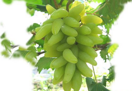 ����ָ���ѵķNֲ���g(sh��)-����ָ���ѵĹ�Ч�c����