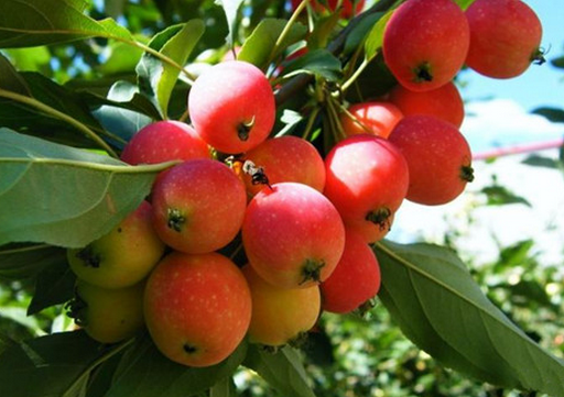 食用海棠果的注意事項-海棠果的功效與作用