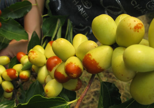 梨棗的功效與作用-食用梨棗的注意事項(xiàng)