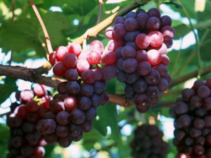 山葡萄的種植技術-山葡萄的功效與作用