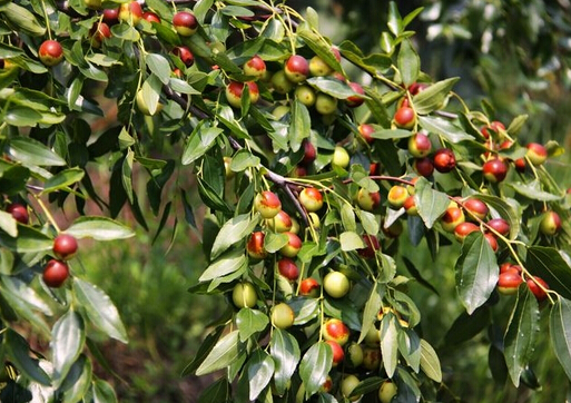 酸棗仁怎么吃?酸棗仁的功效與作用