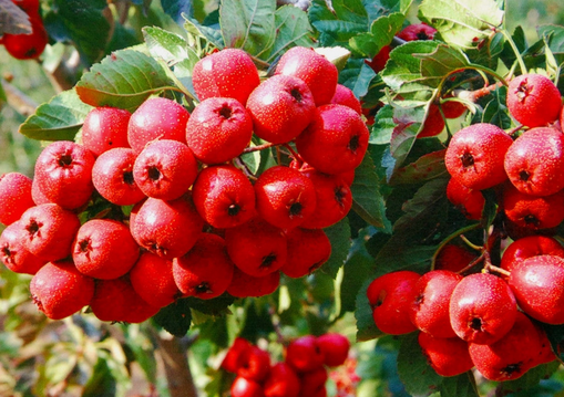 ɽ��ܽ���Ѫ���cđ�̴�-ɽ髵Ĺ�Ч