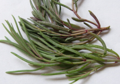 海英菜是啥?海英菜的功效