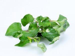 魚腥草的功效與作用-魚腥草是清肺良藥