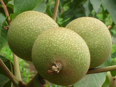 ���ҵĠI�B(y��ng)�rֵ