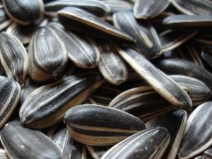 葵花籽有什么好處？葵花籽（瓜子）的營養價值