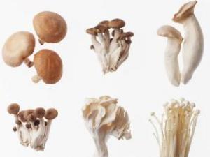吃蘑菇有什么好處?蘑菇的營養價值