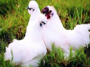 吃烏雞有什么好處?烏雞的功效與作用