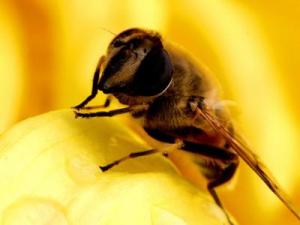 蜂王漿有副作用嗎?蜂王漿的副作用