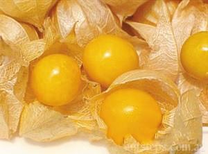 東北姑娘兒果是什么水果?姑鳥兒的營養價值