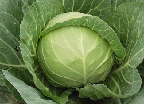 �����Ը��{��ʲô��̎�����{�Ĺ�Ч�c����