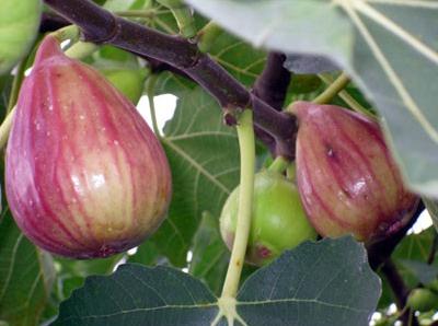 �o�����Ĺ�Ч�c����-�o�����ĠI�B�rֵ