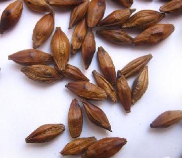 經期可以喝大麥茶嗎?經期能不能喝大麥茶