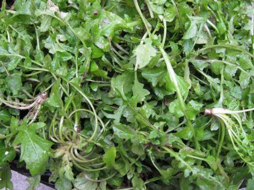 薺菜的營養價值,薺菜的功效,薺菜的作用