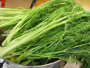 小茴香的功效與作用-小茴香的營養價值