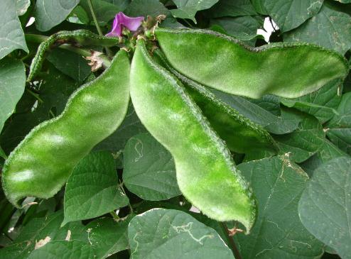 眉豆的營養價值:眉豆的功效與作用及食用方法