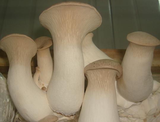 ���U���ĠI�B�rֵ-���U���Ĺ�Ч�c����