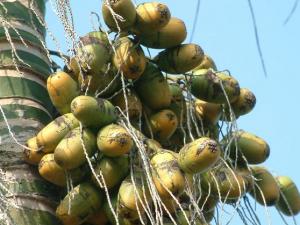 吃檳榔的好處，檳榔的功效，檳榔的作用