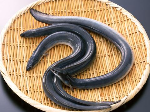 吃鰻魚有什么好處?鰻魚的營養(yǎng)價值